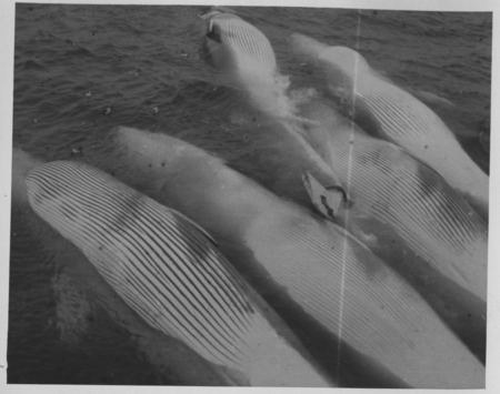 Whales alongside the Japanese Hashidate Maru whaling factory ship. Antarctica, c1948