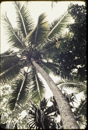 Young man climbs coconut tree to harvest green coconuts (bwaibwai)