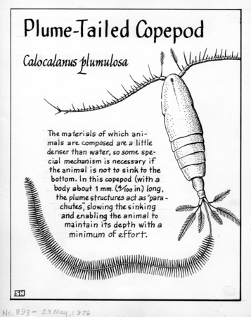 Plume-tailed copepod: Calocalanus plumulosus (illustration from &quot;The Ocean World&quot;)