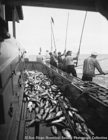 Tuna fishermen pole fishing from side of boat, catch of tuna on deck