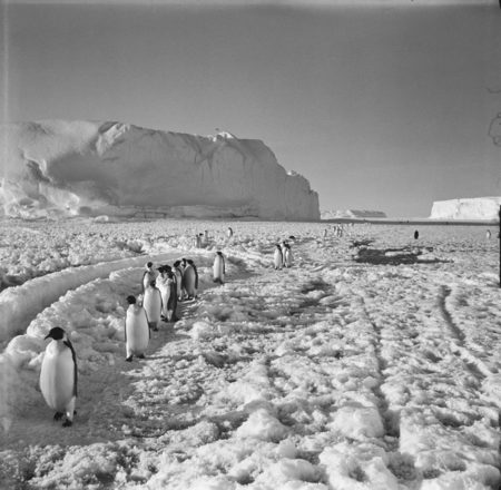 Emperor penguins on the way to the breeding colony
