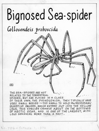 Bignosed sea-spider: Colossendeis proboscidea (illustration from &quot;The Ocean World&quot;)
