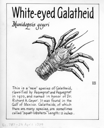 White-eyed galatheid: Munidopsis geyeri (illustration from &quot;The Ocean World&quot;)