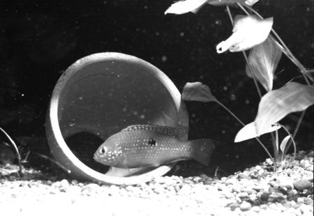 Jewelfish spawning in a flowerpot as was seen in the Steinhart Aquarium in Golden Gate Park, San Francisco, California. Un...