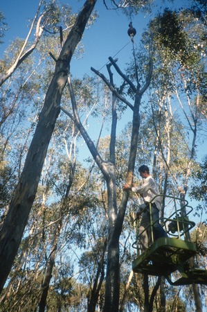 Trees: view of tree set being set by crane into concrete foundation during installation in eucalyptus grove; Mathieu Grego...