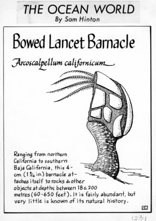 Bowed lancet barnacle: Arcoscalpellum californicum (illustration from &quot;The Ocean World&quot;)