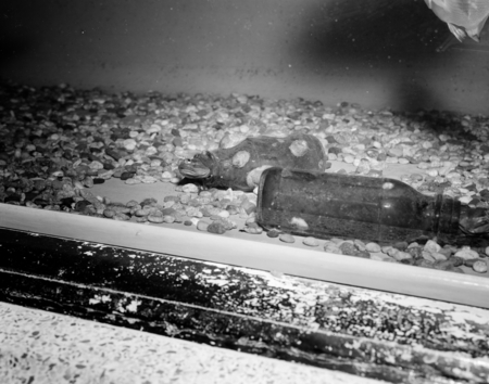 Poby living in beer bottle covered with slipper shells, Scripps Aquarium, La Jolla, California
