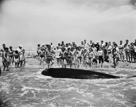 Crowd gathered around beached whale at Imperial Beach
