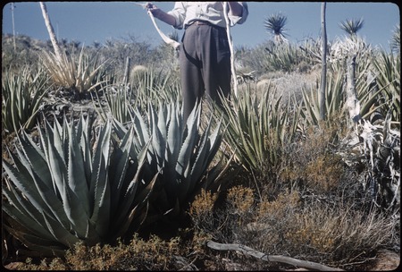 Gray and green agaves, along road to Arroyo Grande from south
