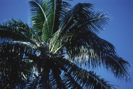 [Coconut palm]