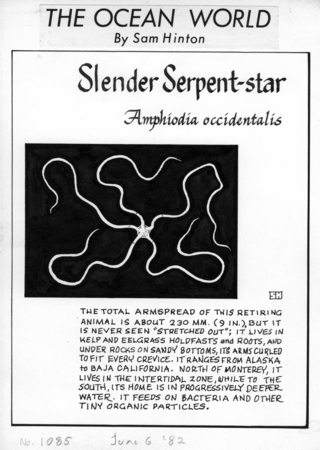 Slender serpent-star: Amphiodia occidentalis (illustration from &quot;The Ocean World&quot;)