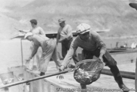 Fisherman Edward S. Stoltesz scooping bait into bait tank on tuna boat Chicken of the Sea