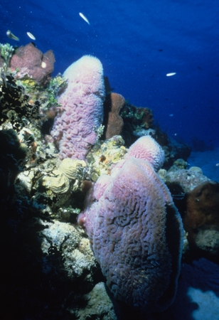 Large sponges on coral reef