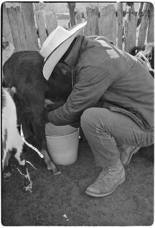 Milking goats at Rancho San Antonio