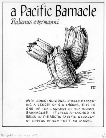 A Pacific barnacle: Balanus evermanni (illustration from &quot;The Ocean World&quot;)