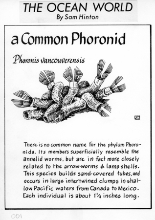 A common phoronid: Phoronis vancouverensis (illustration from &quot;The Ocean World&quot;)
