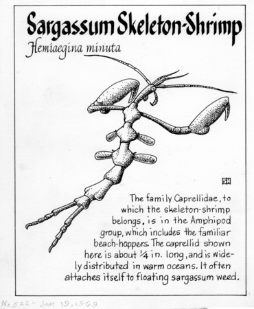 Sargassum skeleton-shrimp: Hemiaegina minuta (illustration from &quot;The Ocean World&quot;)