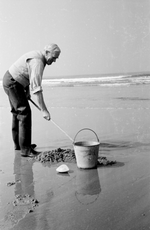 Wesley Roswell Coe (1869-1960) an invertebrate zoologist and marine biologist whose studies at ran the gamut, from investi...
