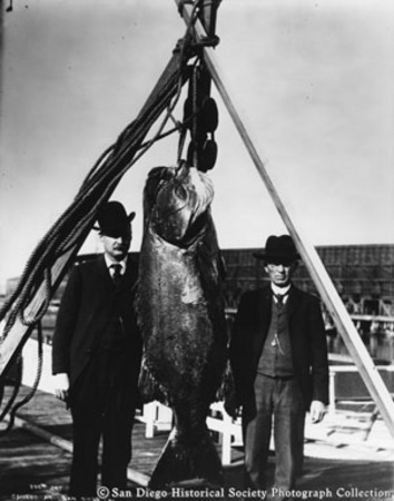 Men posing with giant sea bass