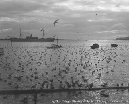 Gulls on San Diego Bay