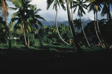 [Coconut palms]