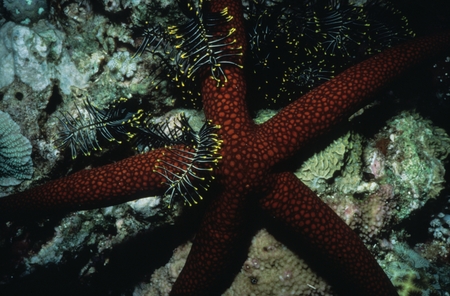 Red starfish