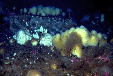 Mycale acerata sponge growing through exclusion cage, during Paul Dayton&#39;s benthic ecology research project. near McMurdo ...