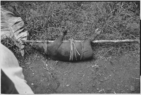 Pig festival, singsing preparations, Tsembaga: small pig trussed to pole