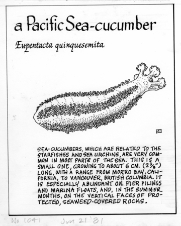 A Pacific sea-cucumber: Eupentacta quinquesemita (illustration from &quot;The Ocean World&quot;)