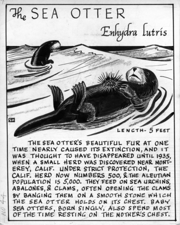 The  sea otter: Enhydra lutris (illustration from &quot;The Ocean World&quot;)