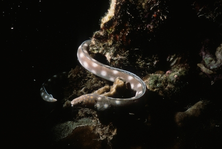 Spotted eel swimming in the rocks