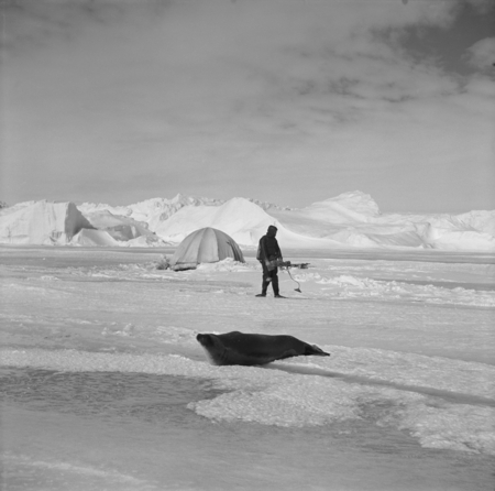 Mikhail V. Propp and Weddell seal