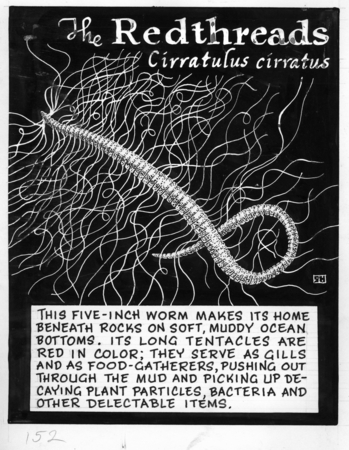 The redthreads: Cirratulus cirratus (illustration from &quot;The Ocean World&quot;)