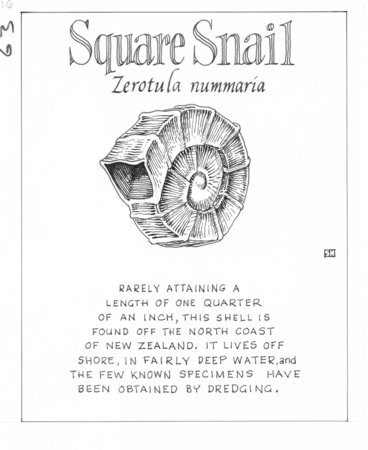 Square snail: Zerotula nummaria (illustration from &quot;The Ocean World&quot;)