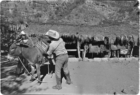 Loading cheese on mule at Rancho La Vinorama
