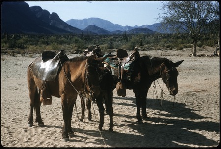 Burros at Rancho La Esperanza