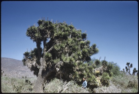 Datilillo (Yucca valida) near Mezquital