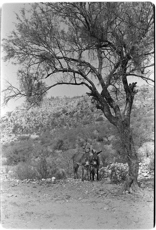 Mules at Rancho La Purificación