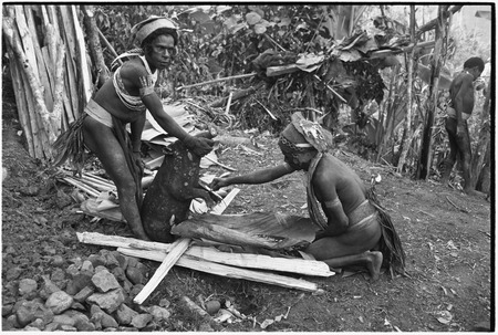 Pig festival, pig sacrifice, Tsembaga: in ancestral shrine, men collect blood from dead pig, man on left wears hornbill be...