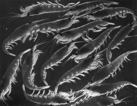 Adult Antarctic krill (Euphausia superba)