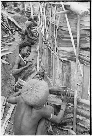 House-building for Rappaports: pandanus leaf siding added to wall, secured with stakes, note men&#39;s large barkcloth caps