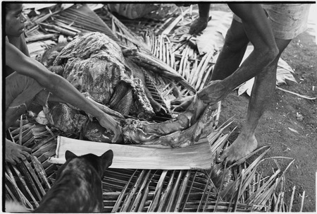 Ambaiat: distribution of pork from pig killed for damaging garden, portion on palm spathe