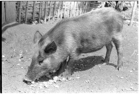Pig eating