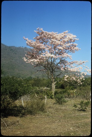Amapa in bloom near Ruiz junction
