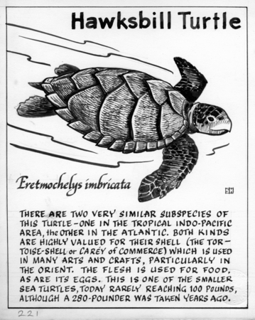 Hawksbill turtle: Eretmochelys imbricata (illustration from &quot;The Ocean World&quot;)