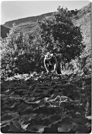 Rancher working in garden at Rancho El Potrero