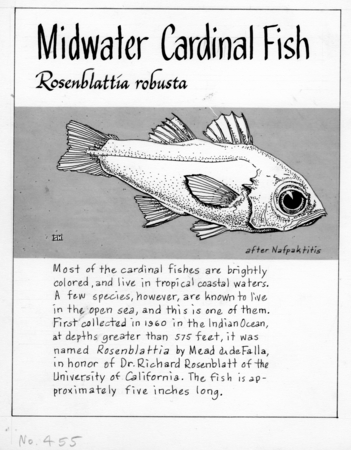 Midwater cardinal fish: Rosenblattia robusta (illustration from &quot;The Ocean World&quot;)