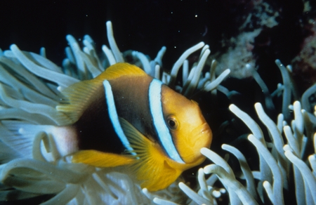 Clown fish swimming in sea anemones