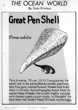 Great pen shell: Pinna nobilis (illustration from &quot;The Ocean World&quot;)