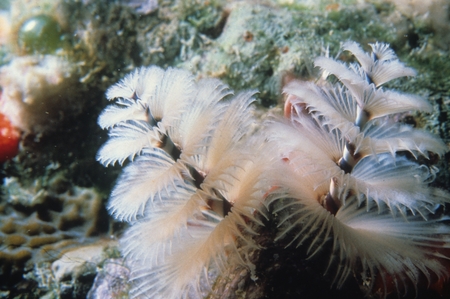 Feather duster polychaete worms